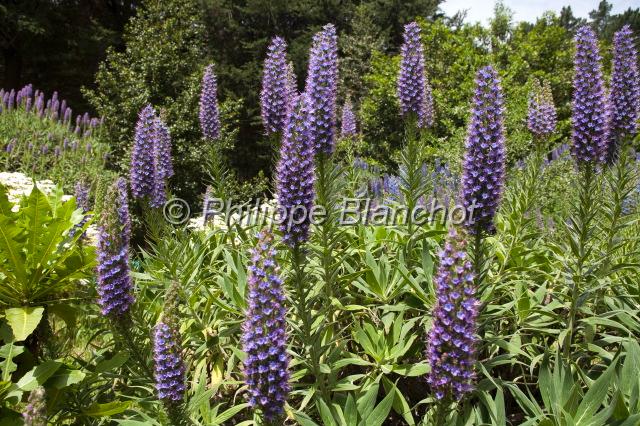madere 27.JPG - Vipérines de Madère, Echium fastuosum, fleur emblématique de l'île, Madère, Portugal